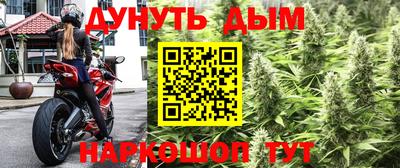 сатива Новозыбков